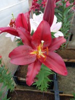 [4429 PO26 Sembre No01.JPG]